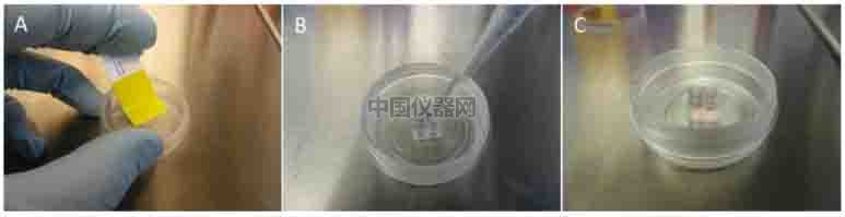 傷口愈合／細胞劃痕實驗新方法－如何劃出筆直均一的劃痕