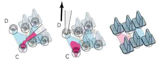 細(xì)胞趨化實(shí)驗(yàn)新方法(二)--實(shí)時(shí)觀察細(xì)胞動態(tài)