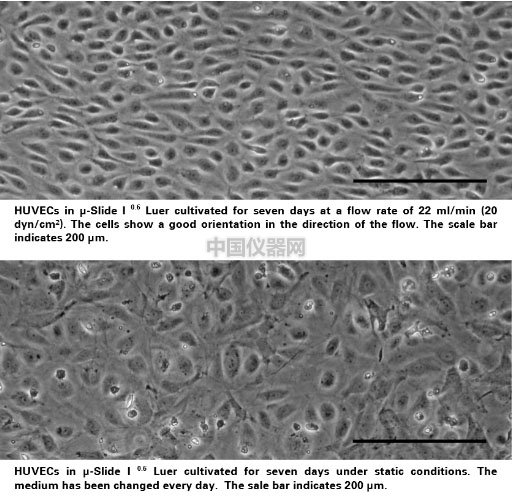 流體剪切力實驗：流體環(huán)境下的HUVEC細胞培養(yǎng)，真實還原體內(nèi)環(huán)境