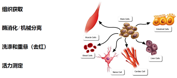 單細胞懸液制備一般原則