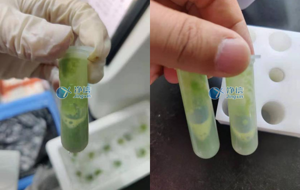 樣品研磨效果圖